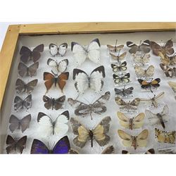 Entomology: Glazed entomology collector's drawer display of African and Asian butterflies and moths, a colourful display of one hundred and twenty six assorted specimens, collected from various regions of Africa and Asia, each with attached data labels, H50cm, W40cm