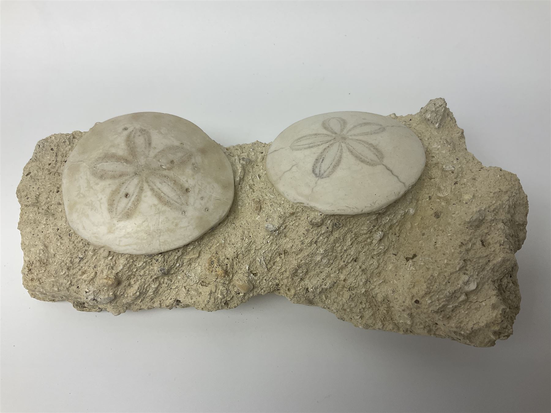 Two Scutella echinoids in a matrix, age; Oligocene period, location; Dinan France, together with a trilobite in matrix, and three other fossils  