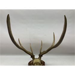 Antlers/Horns; Pair of red deer (Cervus elaphus) stag antlers with partial skull on wooden wall shield, H32cm