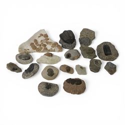Collection of Trilobite specimens, including Homotelus bromidensis (Trilobite colony), age...