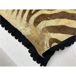 Taxidermy: Zebra hide rup (Equus quagga), edged with black felt material 