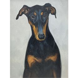 English School (20th century): Portrait of a Doberman Dog, oil on canvas unsigned 40cm x 30cm