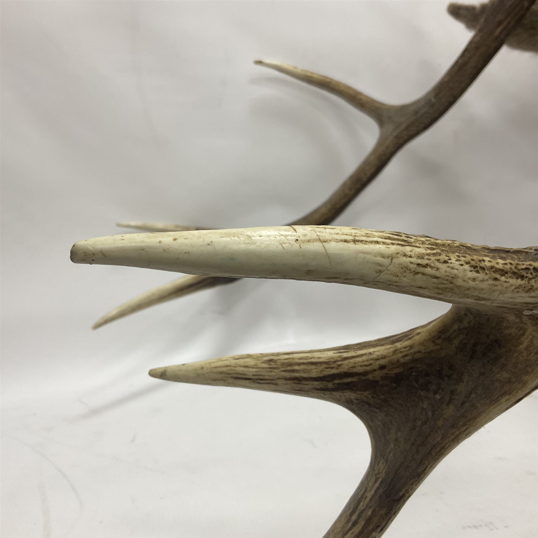 Taxidermy: Red Deer (Cervus elaphus), adult male imperial stag shoulder mount looking straight ahead, eleven point antlers, mounted upon a shaped wooden shield, D65cm