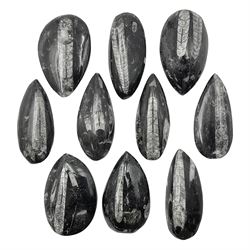Ten individual polished orthoceras fossils, age; Devonian period, location; Morocco, each approximately L9cm, D4cm