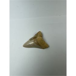 Megalodon (Otodus Megalodon) tooth fossil, with fine serrations, age; Miocene period location; Java, Indonisia, H9cm, W7cm 
Notes; Believed to have grown as large as 18 metres, the Megalodon was the largest shark and one of the most dominant marine predators ever to have existed. It roamed the ancient seas for around 20 million years until their extinction around 3.6 million years ago. Megalodon teeth vary in colour and ton. influenced and coloured over the millennia by the conditions in which they are preserved