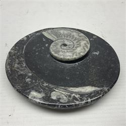 Circular dish with a raised Goniatite and Orthoceras and Goniatite inclusions, age: Devonian period, location: Morocco, D11cm