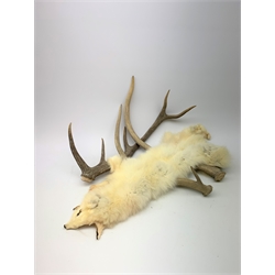 Three oak shield mounted roe deer skulls with antlers; and five individual red deer antlers comprising two 2-point, one 3-point, one 4-point and one 5-point; and a snow fox fur (9)