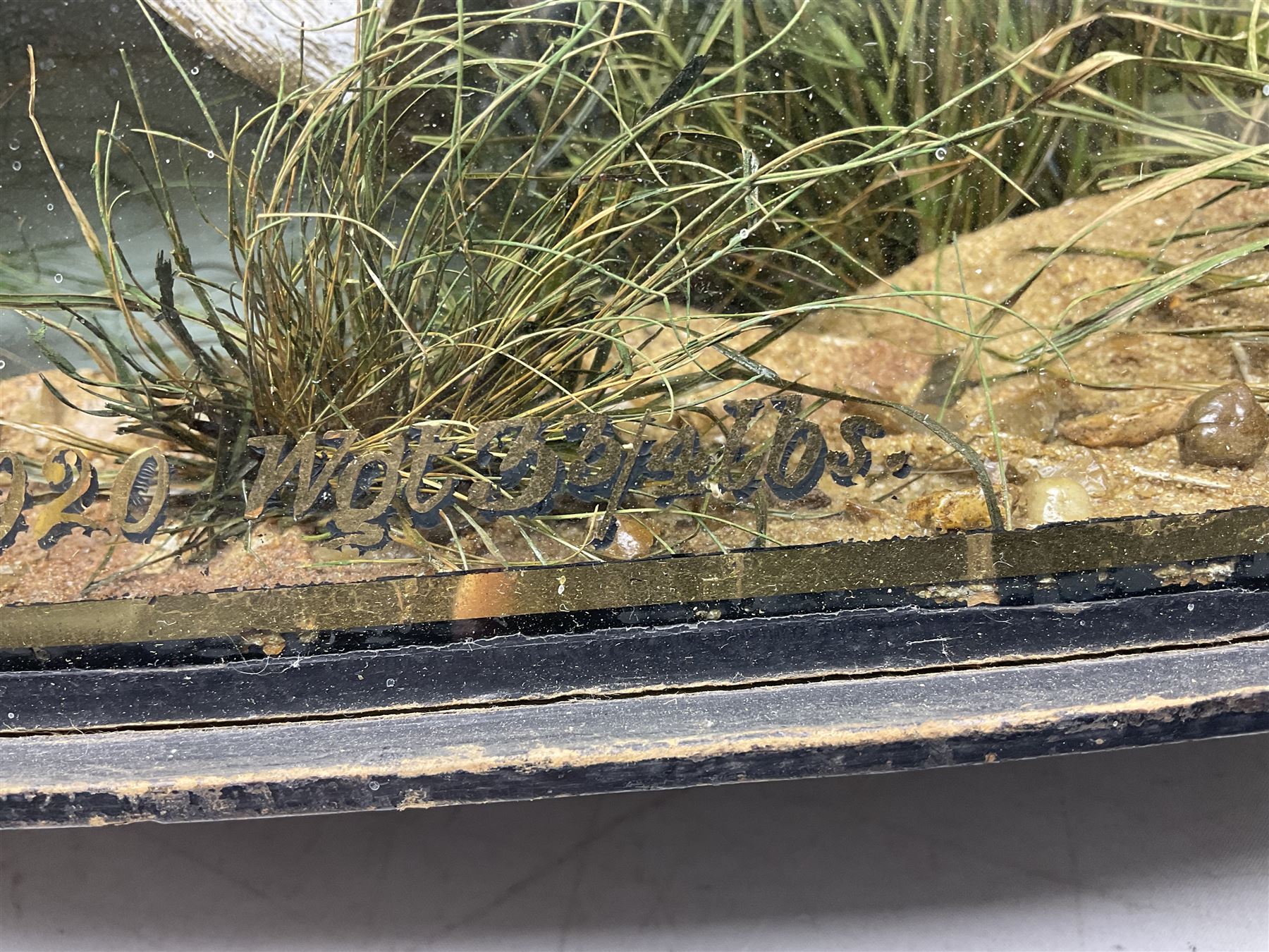 Taxidermy: Brown trout (Salmo trutta), skin mount set above a pebbled river bed with reeds and ferns, against blue painted back drop, enclosed within an ebonised bow-front display case, with 'Costa Beck June 8th 1920, Weight 3 3/4lbs',inscribed to the glass, H31cm, L62cm 