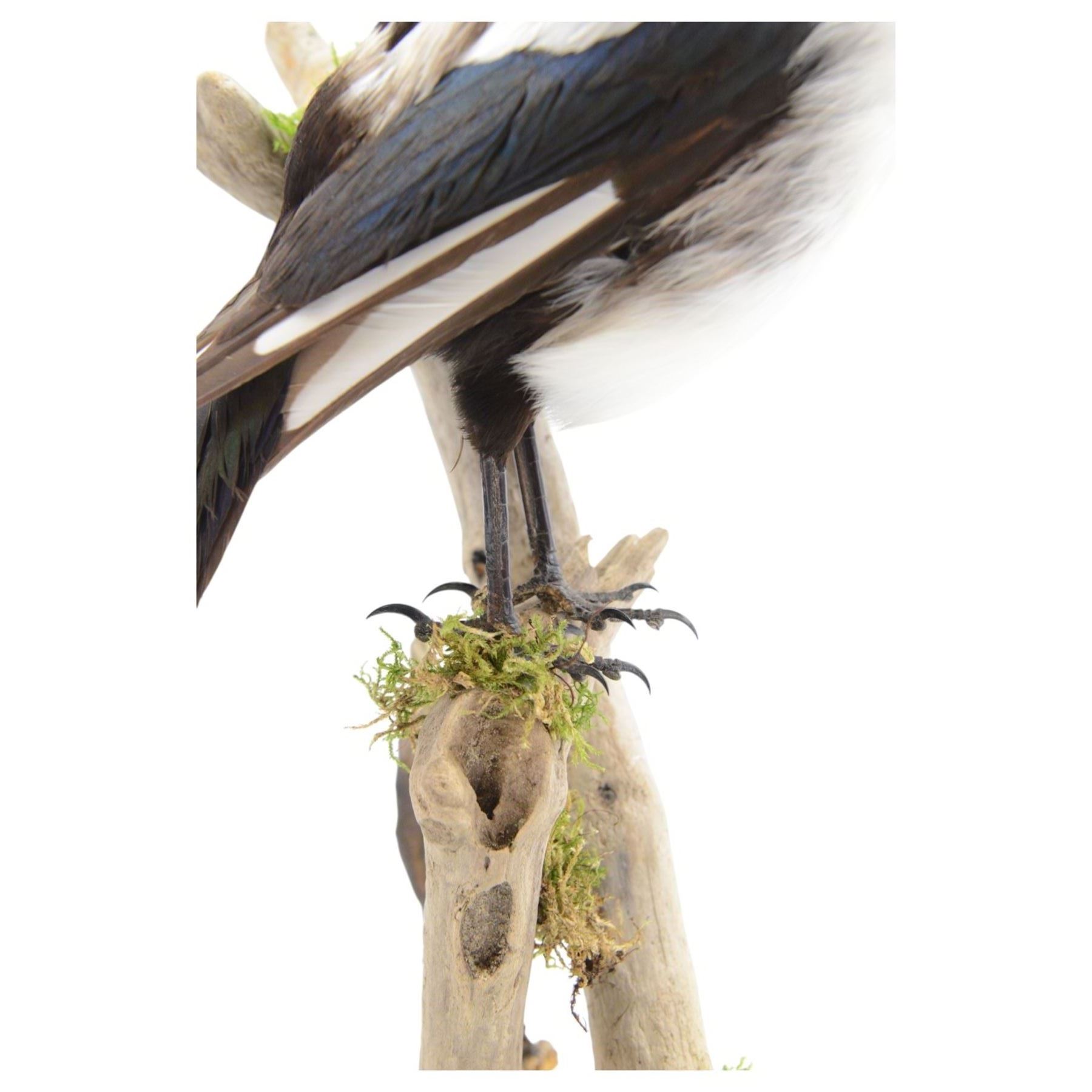 Taxidermy; Cased Magpie (Pica Pica), full adult mount perched upon a branch in a naturalistic setting with roe dear skull to the base, enclosed within glass dome, H52cm