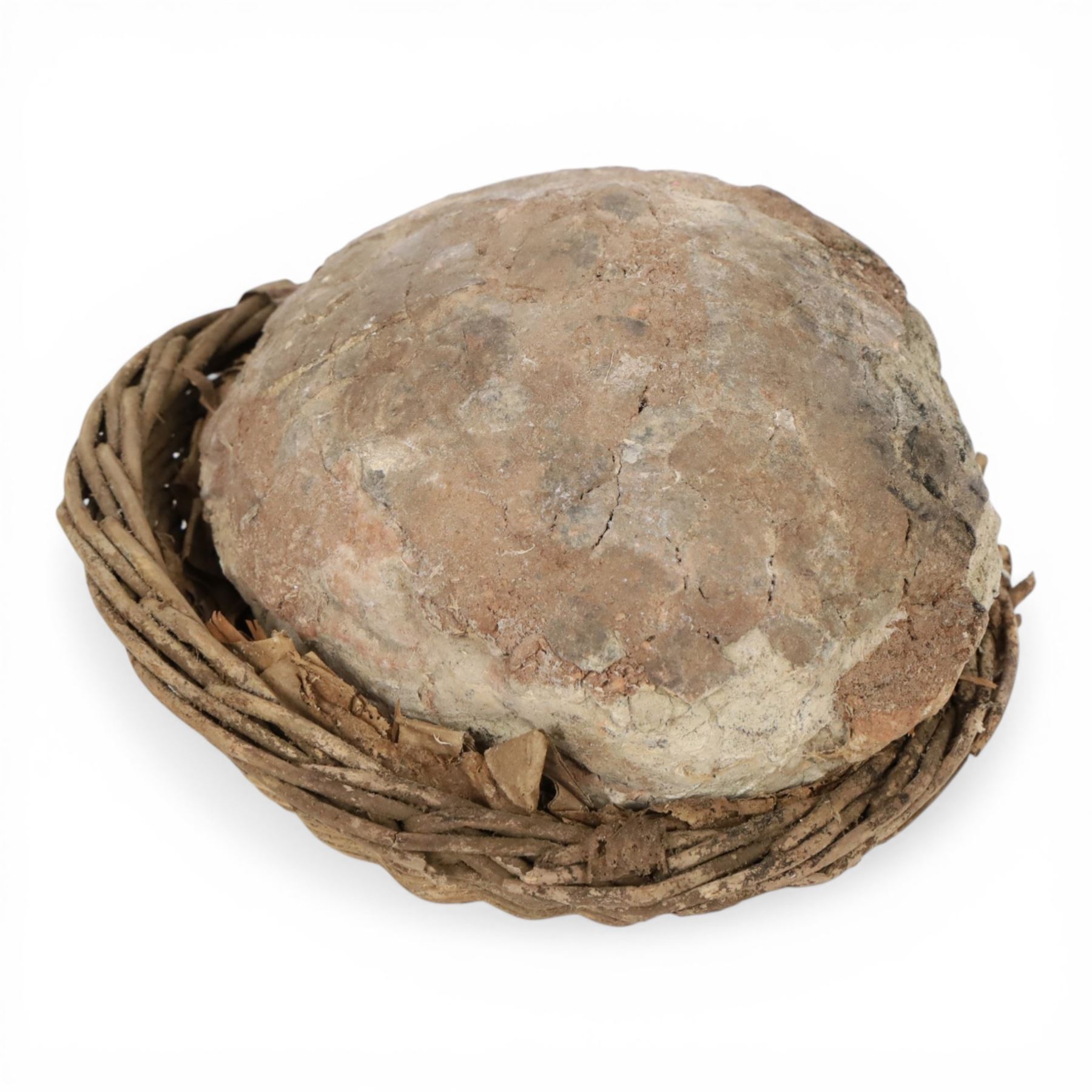 Dendroolithus sp (Hadrosaur) dinosaur egg age; Cretaceous period, location Gobi desert, Mongolia, L20cm