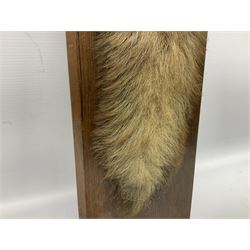 Taxidermy; Red fox (Vulpes Vulpes) tail and paw upon a oak plaque marked 'Staintondale Hunt Feb 23rd 1937', H52cm 