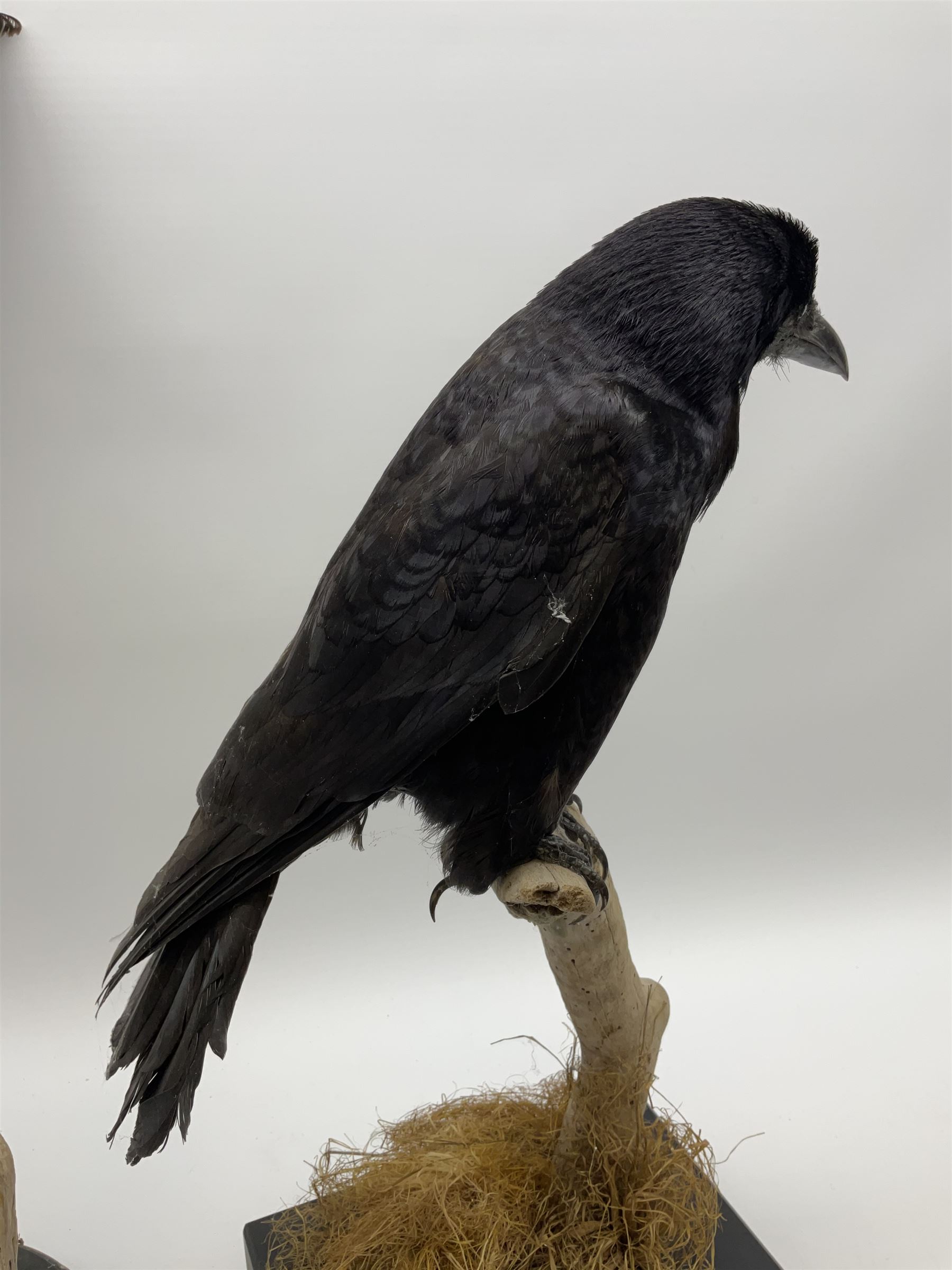 Taxidermy: Carrion crows (Corvus corone) modern, by award winning Taxidermist - Carl Church, Pickering, North Yorkshire, one specimen in flight, one perched on a tree, maximum H66.5.