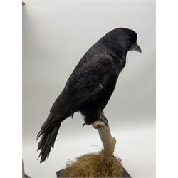 Taxidermy: Carrion crows (Corvus corone) modern, by award winning Taxidermist - Carl Church, Pickering, North Yorkshire, one specimen in flight, one perched on a tree, maximum H66.5.