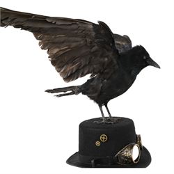 Taxidermy: Carrion Crow (Corvus corone), perched upon a steampunk hat, with wings open, H94cm