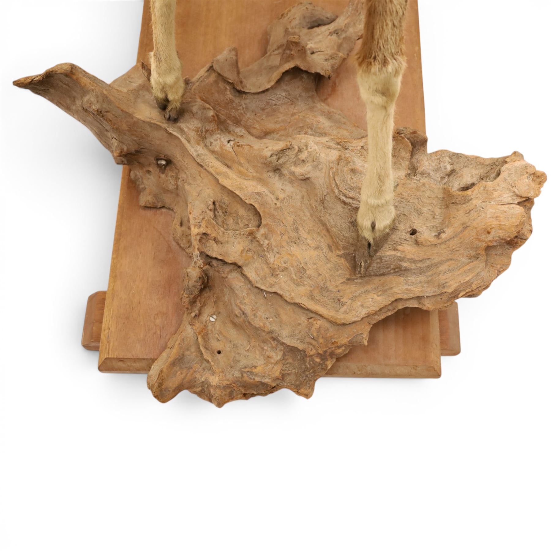 Taxidermy - Mouflon Ram (Ovis gmelini), full adult male mount on open display with front legs raised on naturalistic stand, on raised wooden base, overall W110cm H118cm 
