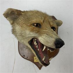 Taxidermy; Red Fox Mask (Vulpes vulpes) by Peter Spicer & Sons, Leamington, head turned to the left in snarling pose on oak shield with plaque 'Old Pumping Station Goathland March 31st 1933'