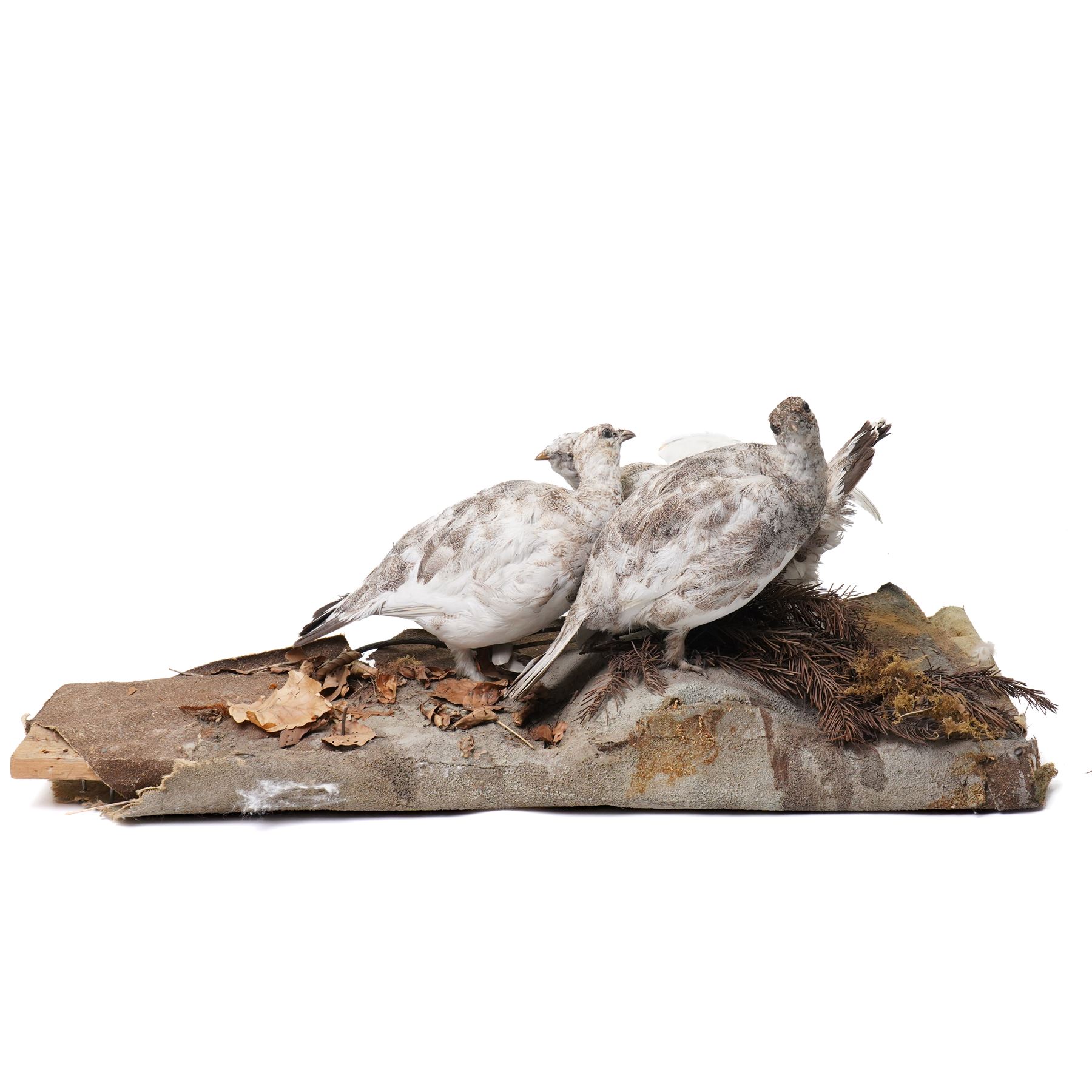 Taxidermy - English Grey Partridge (Perdix Perdix), three adult mounts upon naturalistic setting, including base W73cm