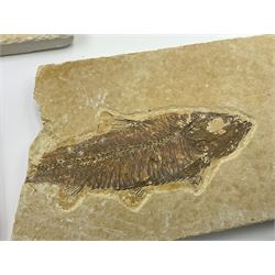 Four fossilised fish (Knightia alta) each in an individual matrix, age; Eocene period, location; Green River Formation, Wyoming, USA, largest matrix H12cm, L19cm