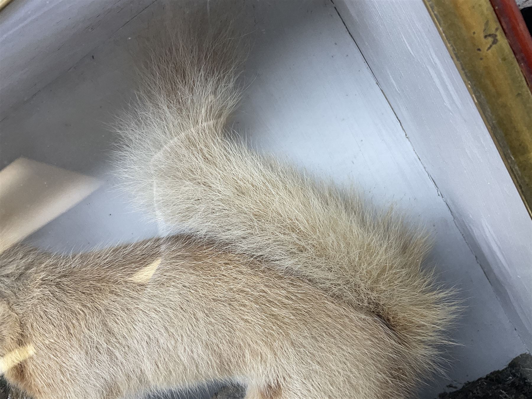 Taxidermy: Red Squirrels (Sciurus vulgaris), full adult mount, climbing a small cut tree stump, in a naturalistic setting, encased within a single pane display case, together with cased Ermine ((Mustela erminea), full adult mount, in a ebonised single pane display case, squirrel case, H35cm, L38cm