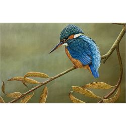 Robert E Fuller (British 1972-): Kingfisher on a Branch, limited edition colour print signed and numbered 221/850 in pencil 17cm x 24cm 