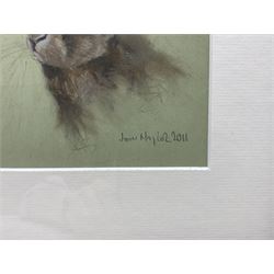 John Naylor (British 1960-): Rabbit, pastel signed and dated 2011, 13cm x 17cm