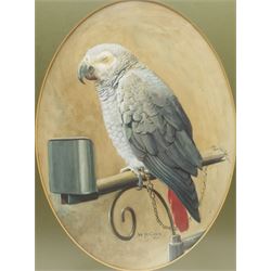 Walter Herbert Cobb (British 1890-1955): African Grey Parrot, watercolour signed and dated 1911, 28cm x 38cm