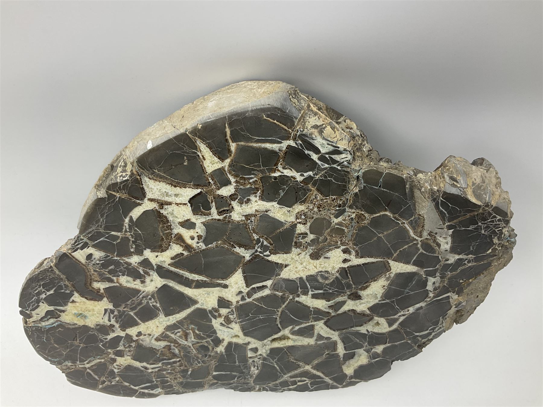 Septarian slice, polished, with a calcite centre and argonite/siderite lines within limestone rock, L26cm, W19cm