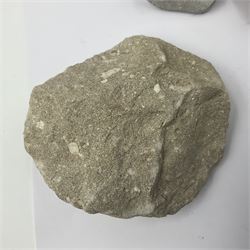 Dragonfly larvae (Libellula doris), together with four Mosasaur teeth, four trilobites (Crotalocephalina gibba) and one other tooth