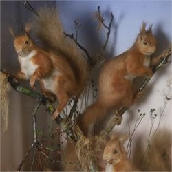 Taxidermy; Victorian diorama Red Squirrels (Sciurus vulgaris), four full adult mounts, two mounted on branches and two below, in a naturalistic setting with a blue faded backdrop within an ebonised glazed corner display case, with taxidermist label to the reverse A T Burt, Croydon, H62cm, W59cm