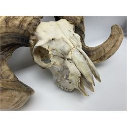 Skulls/Horns: Swaledale Ram Skull, (Ovis aries), set of adult horns on upper skull, H17cm