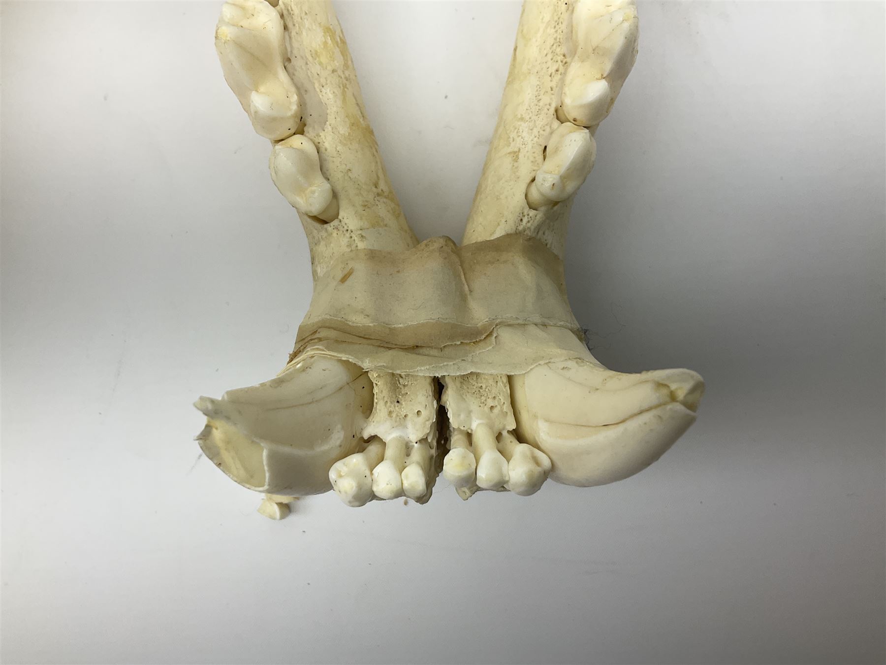 Taxidermy: Lion (Panthera leo), skull L34cm. 