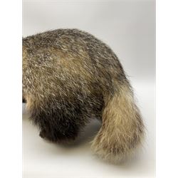 Taxidermy: European badger (Meles meles) full mount in walking position L82cm. 