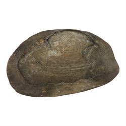 Natural History: Giant South American River Turtle Blonde Shell (Podocnemis expansa), circa 1900, L54cm, W40cm CITES Annex B, Appendix II; Not for sale to buyers outside the UK