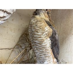 Taxidermy; Victorian cased pair of Sparrowhawks (Accipiter nisus), male and female full mounts, on a naturalistic setting, encased within an ebonised single pane display case, H40, W47cm, D19.5cm