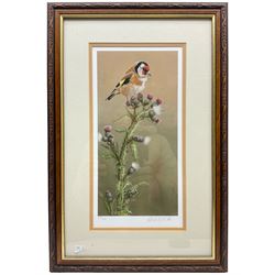 Robert E Fuller (British 1972-): Goldfinch on a Thistle, limited edition colour print No. 87/850 signed in pencil 33cm x 16.5cm
