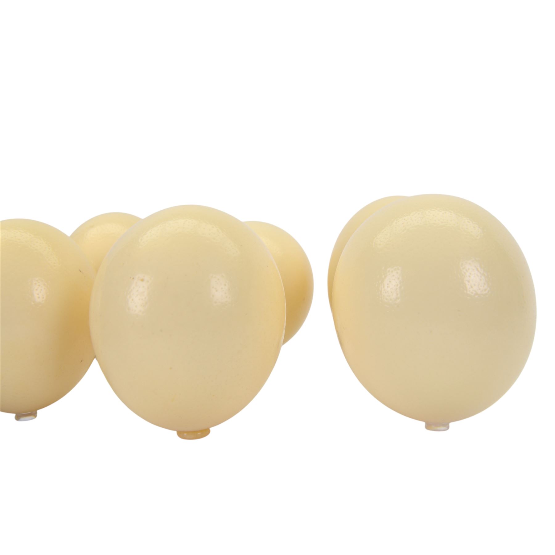 Six blown Ostrich (Struthio) eggs