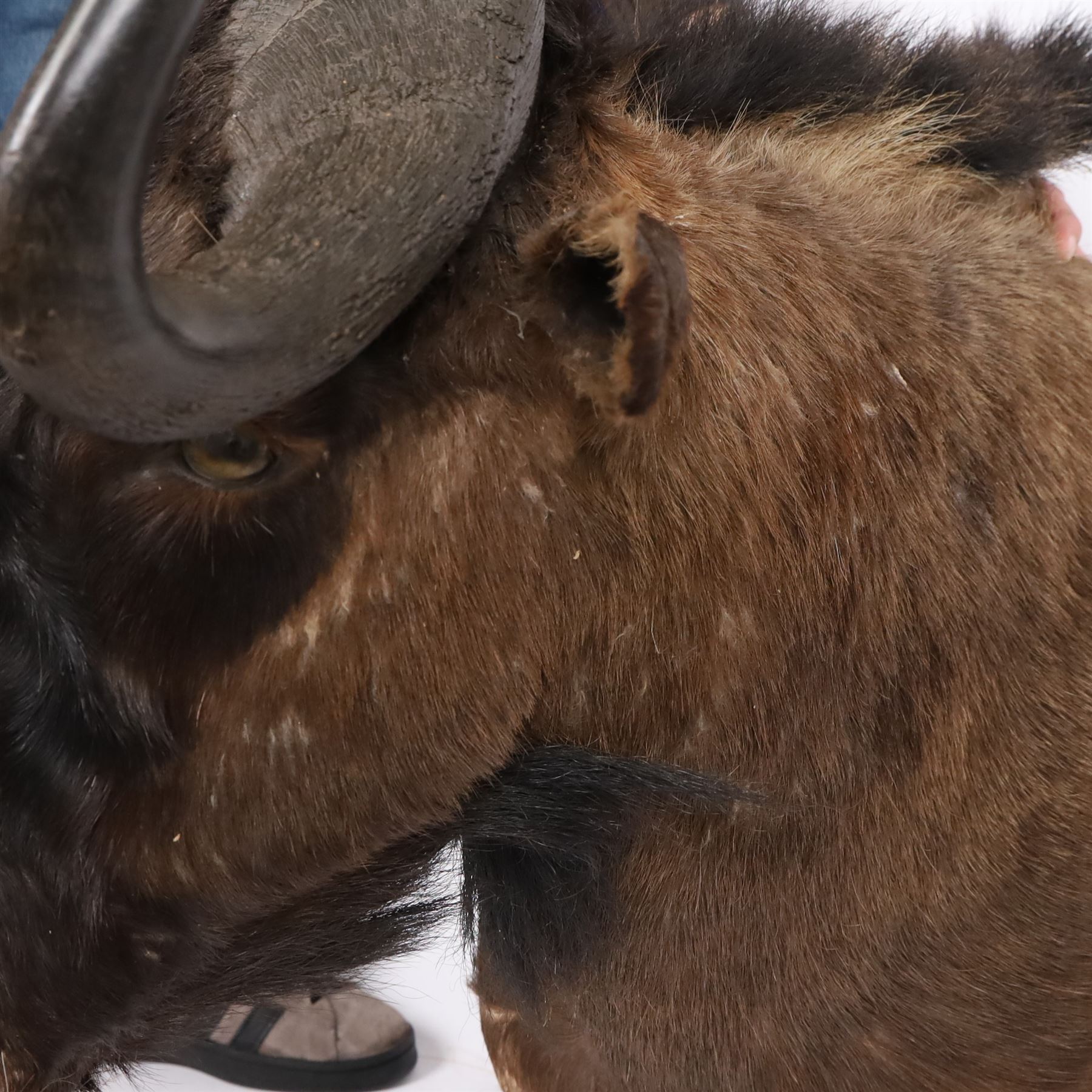 Taxidermy: Black Wildebeest (Connochaetes Gnou), adult male shoulder mount, with head turning slightly to the right, 81cm from wall