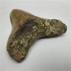 Large Megalodon (Otodus Megalodon) tooth fossil, with fine serrations, age; Miocene period, H11cm, W9cm

Notes; Believed to have grown as large as 18 metres, the Megalodon was the largest shark and one of the most dominant marine predators ever to have existed. It roamed the ancient seas for around 20 million years until their extinction around 3.6 million years ago.  Megalodon teeth vary in colour and ton. influenced and coloured over the millennia by the conditions in which they are preserved