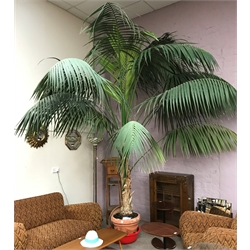 Large palm tree in terracotta pot, appro