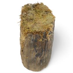 Petrified wood tree trunk/branch, sliced in cross-section with textured edge, H20cm