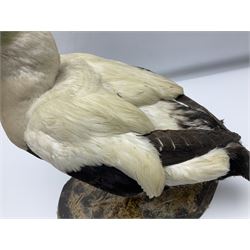Taxidermy: Common Eider (Somateria Mollisima), full mount drake, upon an oval base, decorated with oyster shells, H42cm