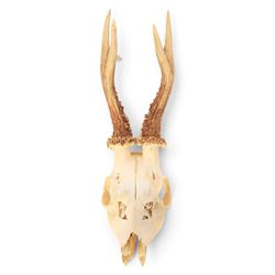 Taxidermy: European Roe Deer (Capreolus capreolus), shoulder mount, together with Roe deer antlers on cut upper skull