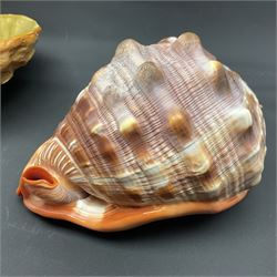 Conchology: selection of shells, including gold pearl oyster shell, mother of pearl turbo marmaratus shell, Cypraecassis Rufa red helmet shell, Mitre shell, Paua shell and others, largest D19cm