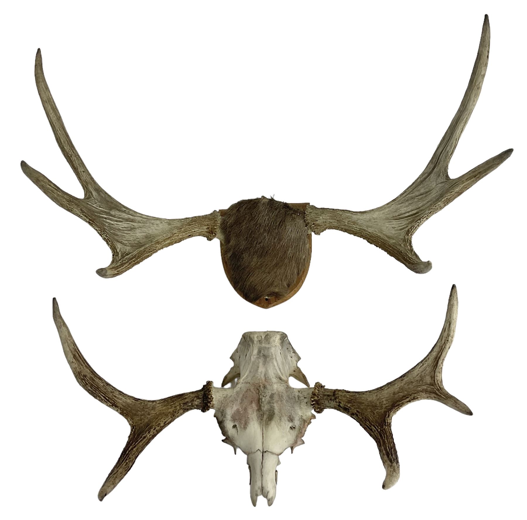Antlers/horns: European Moose (Alces alces), two pairs of antlers on part upper skulls, one with fur covered frontlet, largest W85cm