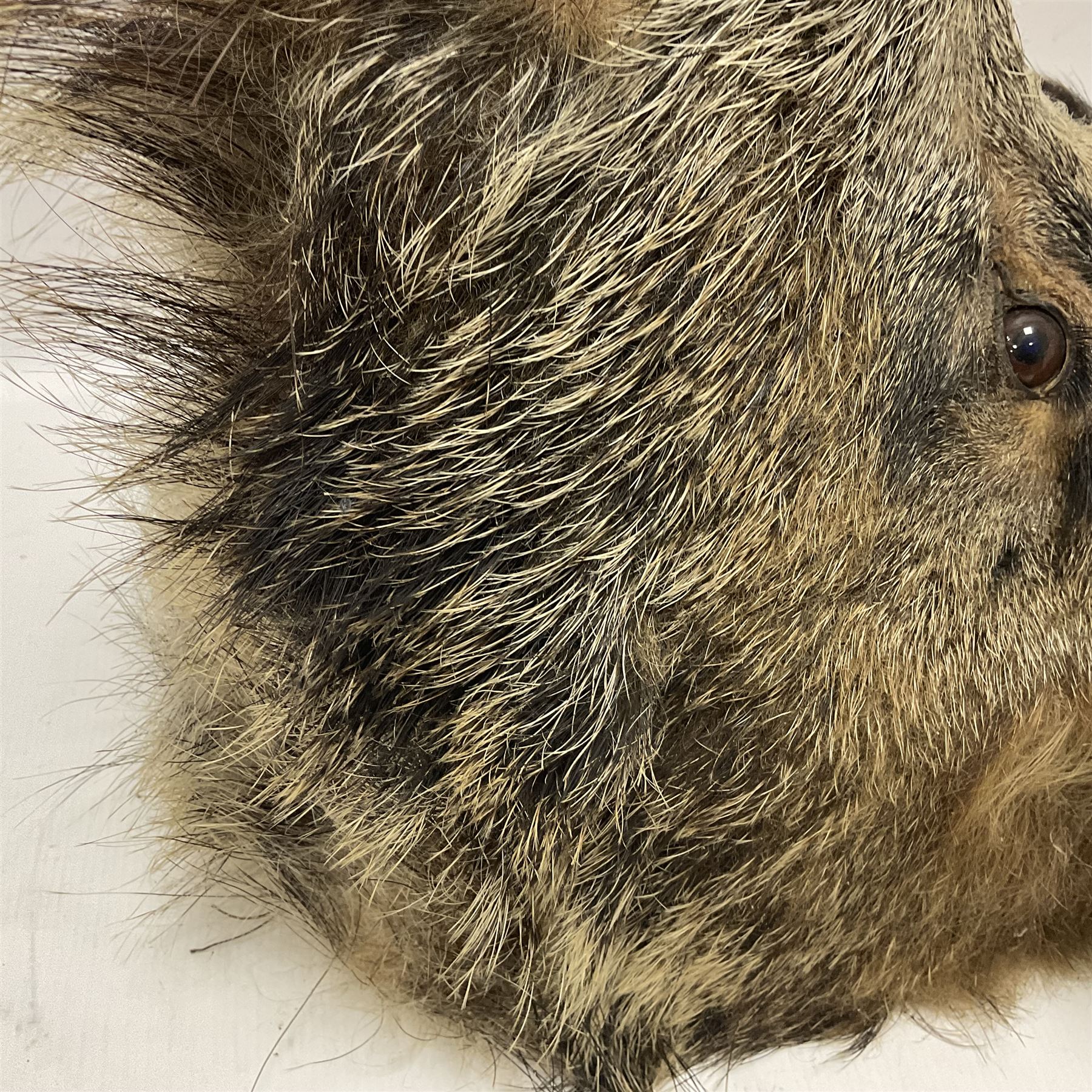 Taxidermy: European Wild Boar (Sus scrofa), adult male shoulder mount looking straight ahead