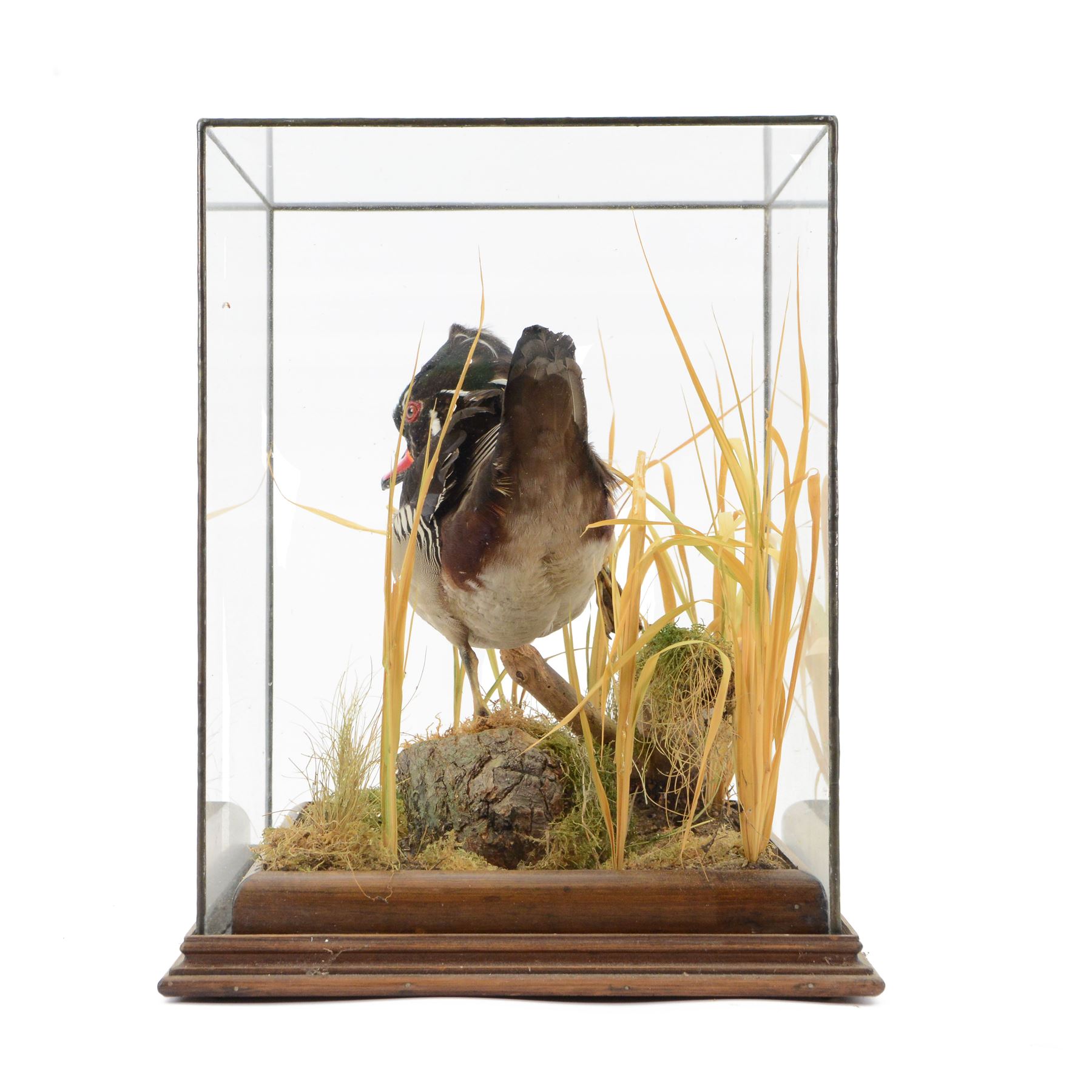 Taxidermy: Carolina Wood Duck (Aix sponsa), early 20th century, full drake mount, stood upon a tree stump covered mound with long grasses, within a glass case, H43cm 