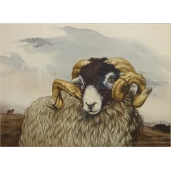  Scottish Blackface, watercolour signed and dated '75 by Terry Logan (British 1938-) 27cm x 37cm and 'Bessie' - Portrait of a Sheep Dog, watercolour signed and dated '77 by the same hand 25cm x 30cm (2)  