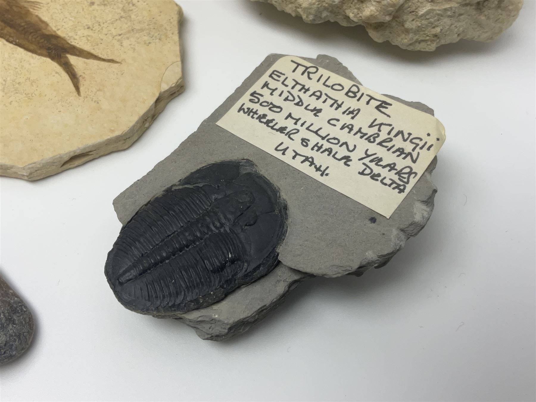 Two Scutella echinoids in a matrix, age; Oligocene period, location; Dinan France, together with a trilobite in matrix, and three other fossils  