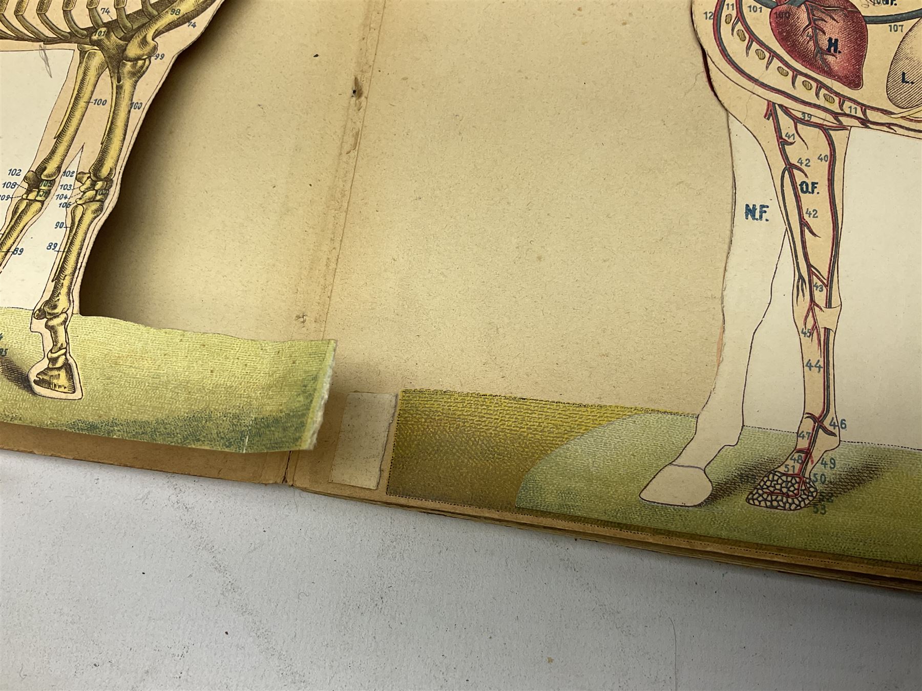 A. Schwarz, The Horse; Its External and Internal Organisation, An Illustrated Representation and Brief Description, Revised and Edited by George Fleming, London, George Philip & Son, with fold out anatomical plates