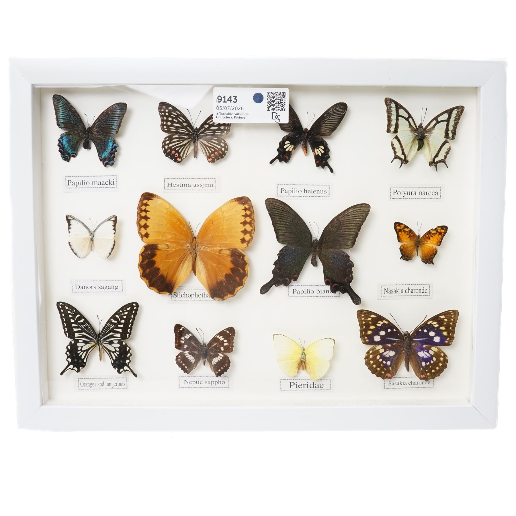 Entomology - frame containing twelve assorted butterflies 